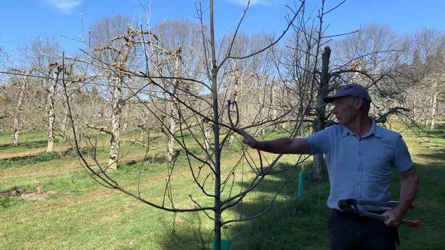 Pruning a young Granny Smith tree on MM106 смотреть онлайн
