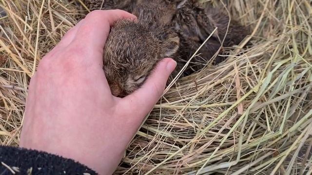 У нас ДЕТИ! Ура зайчатам! Родились мини-Фроськи! смотреть онлайн