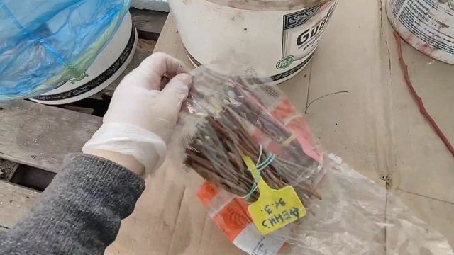 Заготавливаю черенки голубики. 01.02.2023. смотреть онлайн