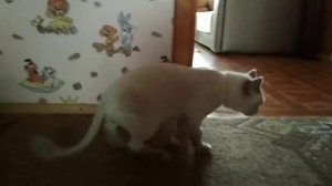 Кот после стрижки, привыкание