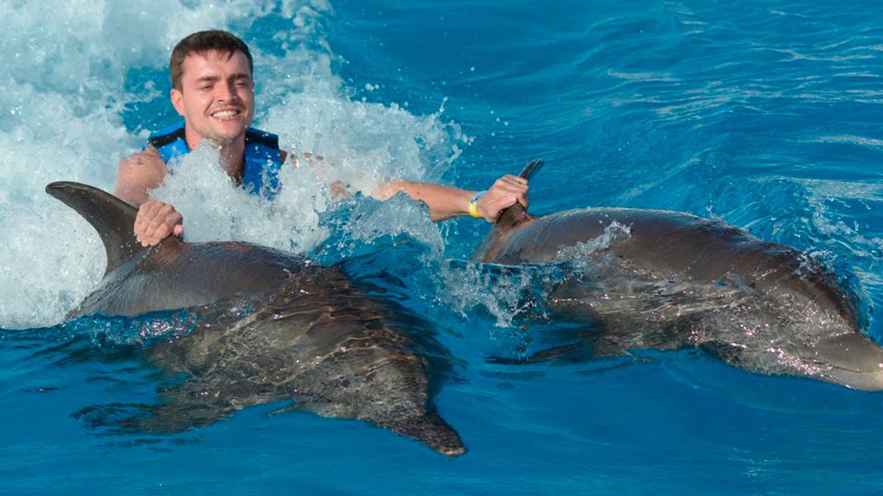 Поход в дельфинарий  Дельфины, верх совершенства.