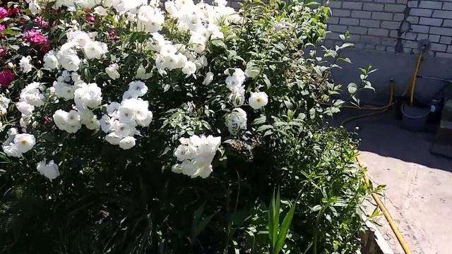 Роза Вестерленд. Самый полезный совет от меня для начинающих розоводов смотреть онлайн