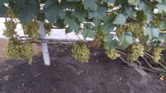 Виноград на участке Юрия Матвеева август 2021 года.. смотреть онлайн