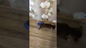 Корм для Чихуахуа