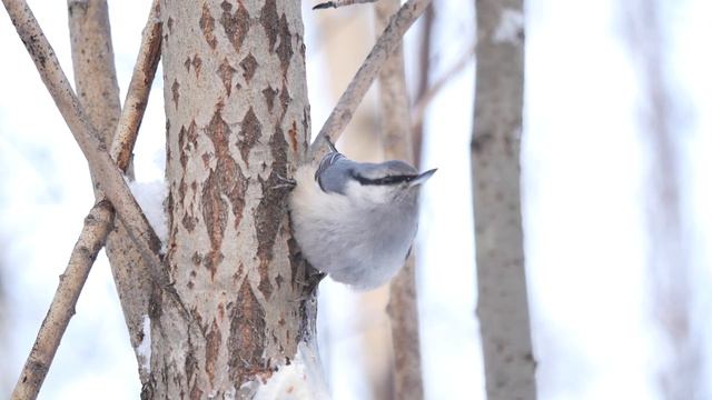 Поползень. Зимняя подкормка птиц. смотреть онлайн