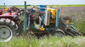Как растёт Лаванда (lavender)