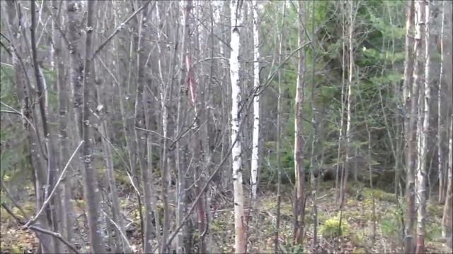 Русские гончие - Потешай и Тайга вл. Дмитрий Матюшин. смотреть онлайн