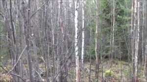 Русские гончие - Потешай и Тайга вл. Дмитрий Матюшин.