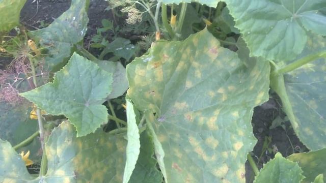 Ложная мучнистая роса на огурцах .Пероноспероз смотреть онлайн