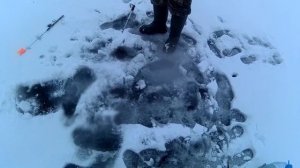 ловля щуки на флажки зимой