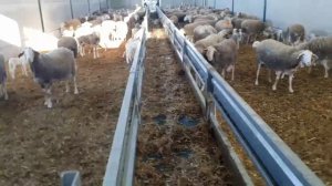 Кормовая лента для овец  производства Испания.
Поставка,Монтаж,гарантия