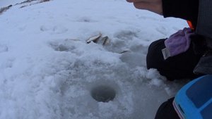 Плотва и чебак на Ине. Рыбалка на реке в Сидорёнково.