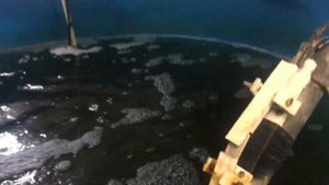 Ошеломляющий рост КАЛУГИ/ Осетровая ферма/ Взвешивание.