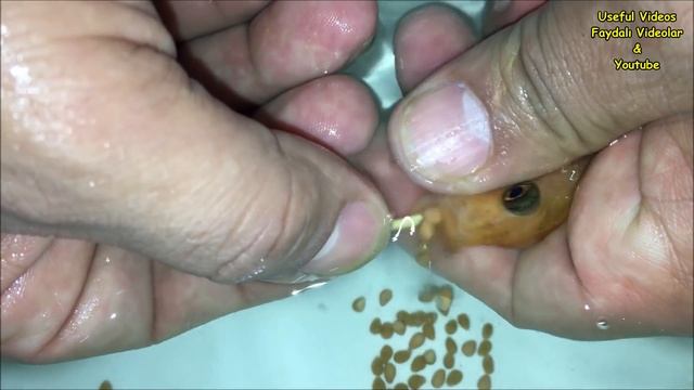 10 Orange Cichlid fish gave birth to 371 baby fish ???? смотреть онлайн
