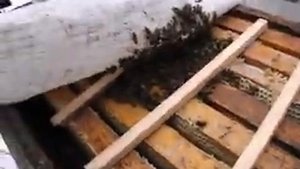 пчелы бакфаст в январе в Подмосковье - как подготовить пчел к зимовке на воле без зимних подкормок