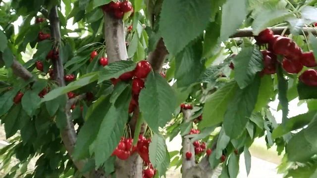 Сорт черешни Крупноплодная 17 июня