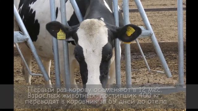 Экскурсия на ферму ЭкоНива в Воронежской области