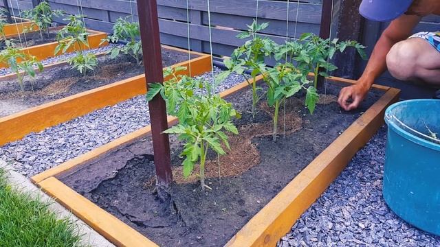 61. Помидоры. Первая подвязка куста смотреть онлайн