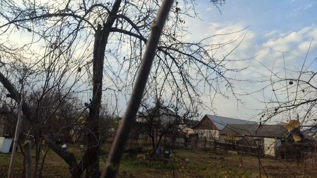 ГРЕЦКИЙ ОРЕХ, ФОРМИРОВАНИЕ И РАЗВИТИЕ В ТРЕТИЙ ГОД!!! смотреть онлайн