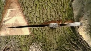 Техника безопасности при работе с бензопилой STIHL