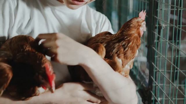 Насколько умны куры и петухи? Факты про умственные возможности этих птиц. Птицы, умные куры.