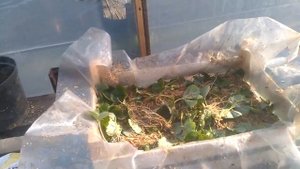 хранение усов земляники зимой