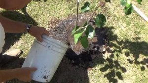 Planting Apple Trees and Free Composter