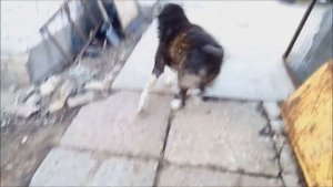 Переделка КОМ ЗиЛ на КПП ГАЗ- 51 трактор с дизелем  Mersedes