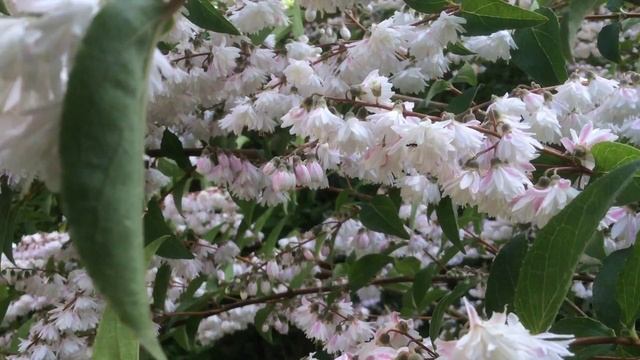 Deutzia 'Scabra Plena' смотреть онлайн