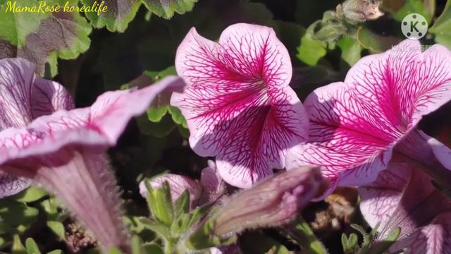 Petunia(light pink)@MamaRose Korealife смотреть онлайн