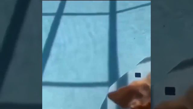 I’m sorry dog anything to be tiktok famous смотреть онлайн