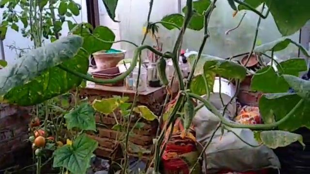 Выращивание огурцов Хрустик фирмы Поиск в один побег 20.08.21.Маленький огород. Сад Копейки смотреть онлайн