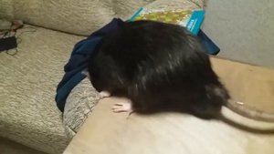 Черный крыс