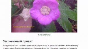 Клен-малина  —  неприхотливый декоративный кустарник