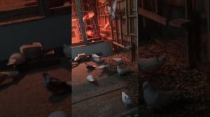 Пермяки Свердловым голуби 2020г