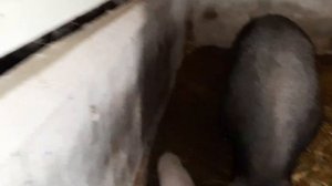 ДЕШЁВЫЙ СВИНАРНИК СВОИМИ РУКАМИ.
