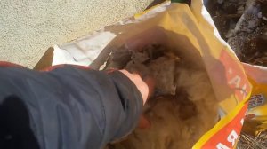 Бугай Алабай. Грызут ВСЁ