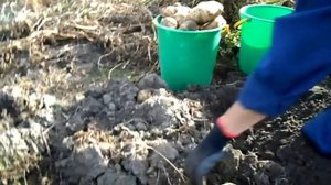 Картофель из семян. Ассоль.