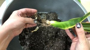 КАК ЗАСТАВИТЬ  САНСЕВИЕРИЮ  давать деток￼ / Жестокий, но очень действенный метод￼