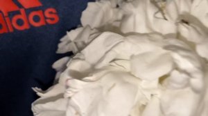 Пион сорт Луиза Лоссинг или утренний сюрприз.