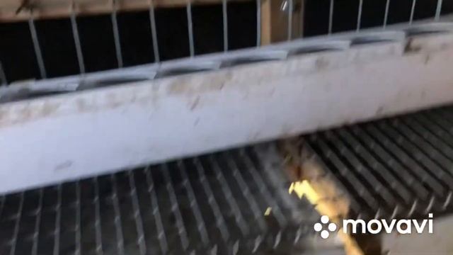 Содержание перепелов в нашем хозяйстве? смотреть онлайн