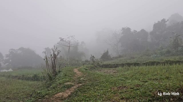 Harvesting sweet potatoes goes to the market to make money - renovating a new garden смотреть онлайн