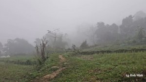 Harvesting sweet potatoes goes to the market to make money - renovating a new garden
