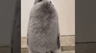 Прикольный пингвин