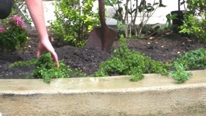 *'Blue Pacific Juniper' Shrub* +Juniperus conferta+Blue Bush+