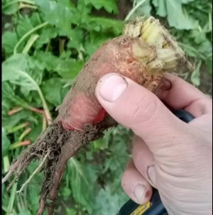 2021 Сентябрь. Битва за урожай, как она есть