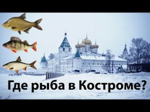 Здорово Кострома! А рыба где?