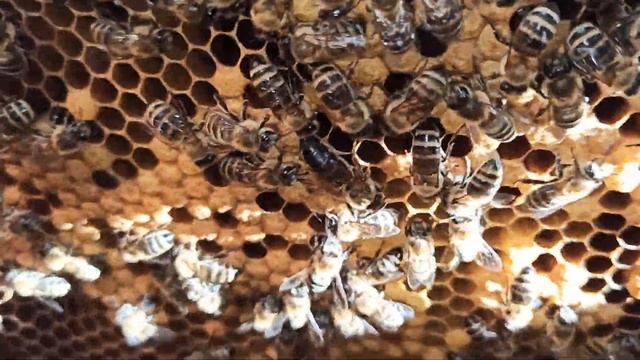 ПЧЁЛЫ ??. ОБЗОР СКОЛЬКО ПЕЧАТКИ ПЕРЕД ОТКАЧКОЙ. НАЛИЧИЕ МАТОК В ОТВОДКАХ. смотреть онлайн