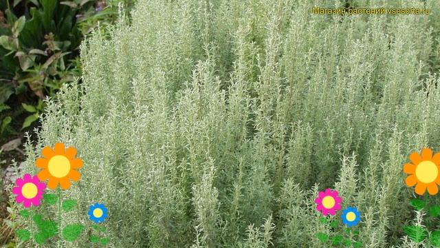 Полынь понтийская. Краткий обзор, описание характеристик, где купить саженцы artemisia pontica смотреть онлайн