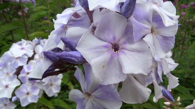 Флокс метельчатый Дружок. автор Константинова Е.А. 2008г. смотреть онлайн